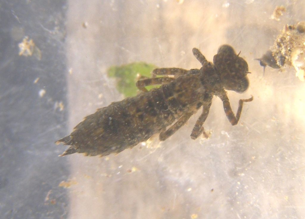 larve da identificare: Anax sp., Caliaeschna microstigma, Ischnura elegans?